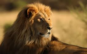 aslan